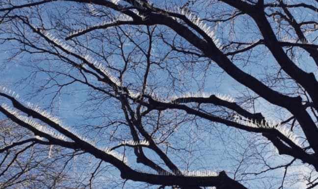 Al momento stai visualizzando Come Allontanare Uccelli dagli Alberi da Frutto?