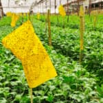 Che insetti ci sono in estate?
