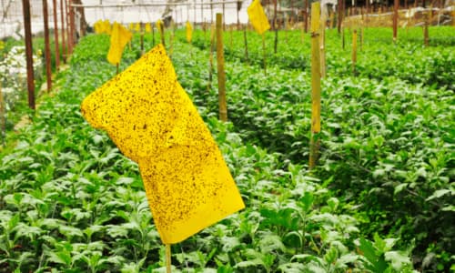 Che insetti ci sono in estate?