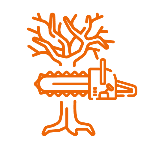 potatura-alberi-alto-fusto-a