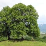 Tiglio Selvatico: Guida Agronomica per Acquistare un Tiglio Sano