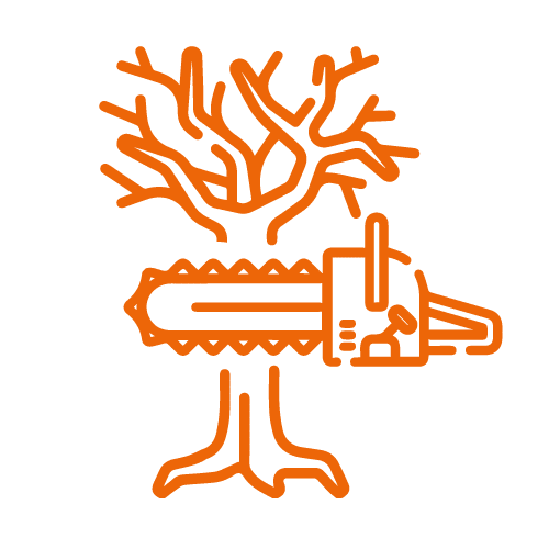 potatura-alberi-alto-fusto-a